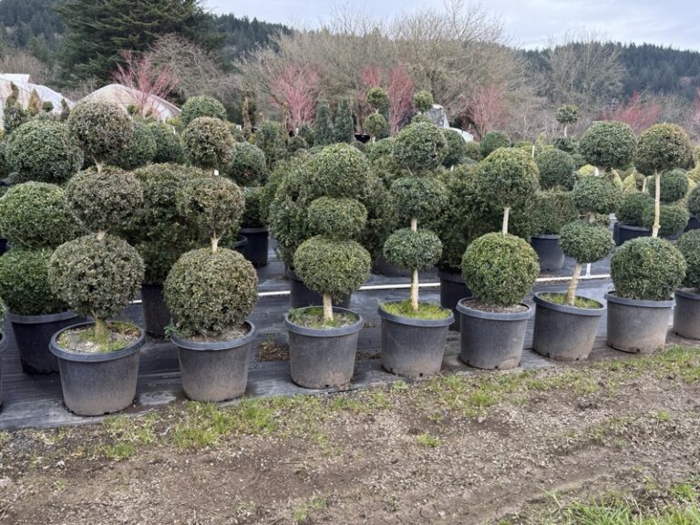 Live boxwood triple ball topiary with three stacked round tiers