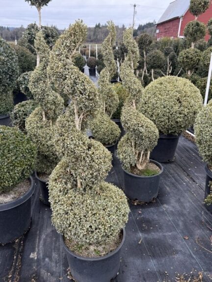 Live variegated boxwood spiral topiary, additional view