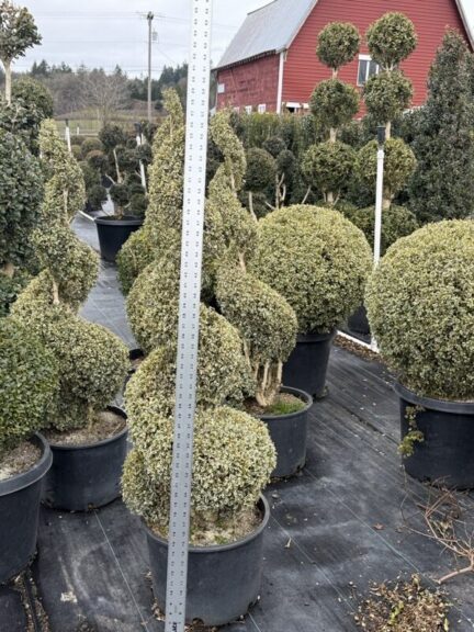 Live variegated boxwood spiral topiary, additional view