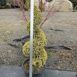 60 - 63 inch tall live boxwood spiral variegated foliage color | TOPIARYTREE.NET