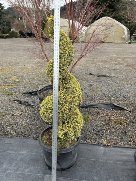 Live boxwood spiral topiary, variegated foliage, different angle