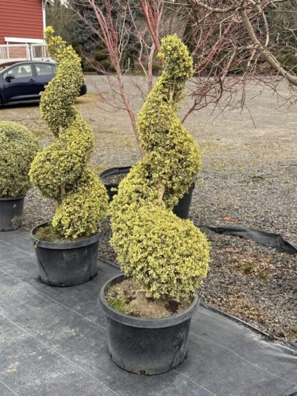 Live variegated boxwood spiral topiary, additional view