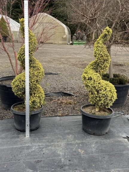 Live boxwood spiral topiary with variegated foliage