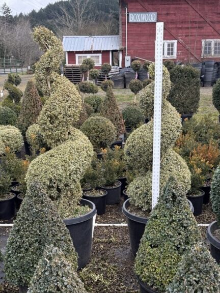 Live variegated boxwood spiral topiary, additional view