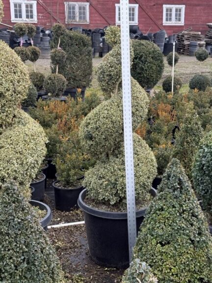 Live variegated boxwood spiral topiary, additional view