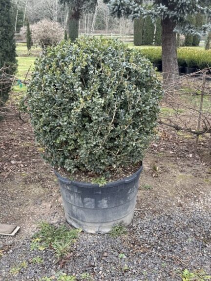Live boxwood ball topiary with a rounded, hand-trimmed form