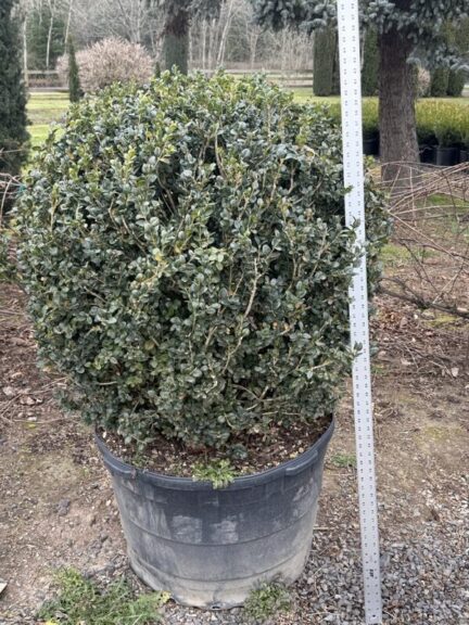 Live boxwood ball topiary photographed from a different angle showing its round shape