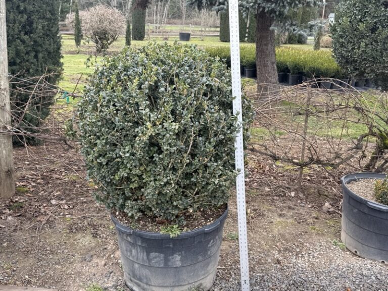 Live boxwood ball topiary shown in landscape orientation