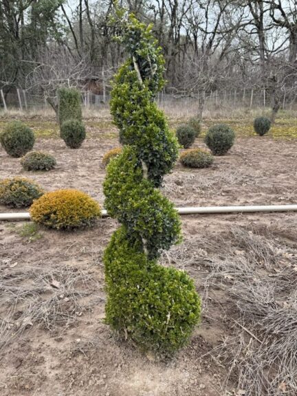 Tall live boxwood spiral topiary in a pot, evergreen spiral form
