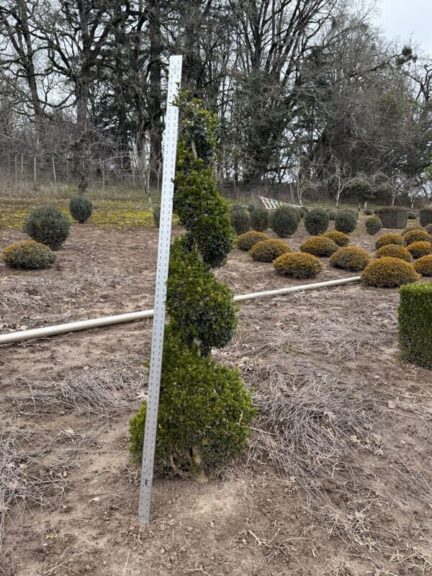 Tall live boxwood spiral topiary in a pot, evergreen spiral form