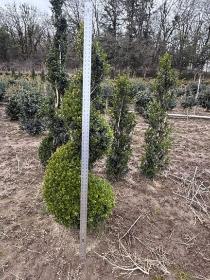 Tall live boxwood spiral topiary in a pot, evergreen spiral form, alternate angle