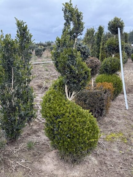 Tall live boxwood spiral topiary in a pot, dense evergreen foliage along a spiral form