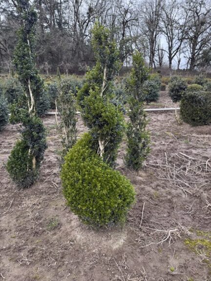 Tall live boxwood spiral topiary in a pot, evergreen spiral form