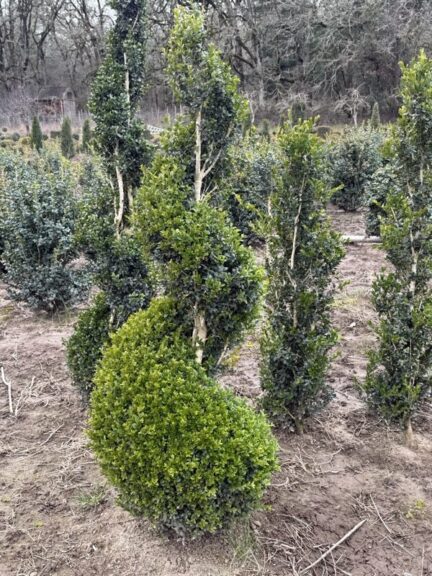 Filename suggests a different, larger (62-66 in) boxwood spiral, not this 38-42 in item