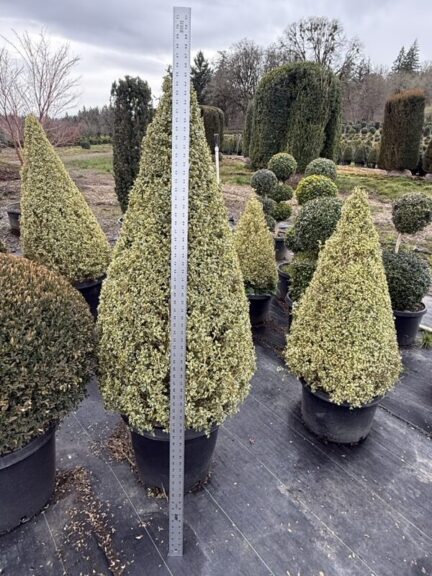 Live variegated boxwood cone topiary on a single stem, another view