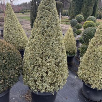 Cone Topiary