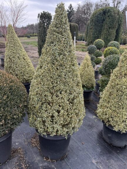 Live variegated boxwood cone topiary on a single stem