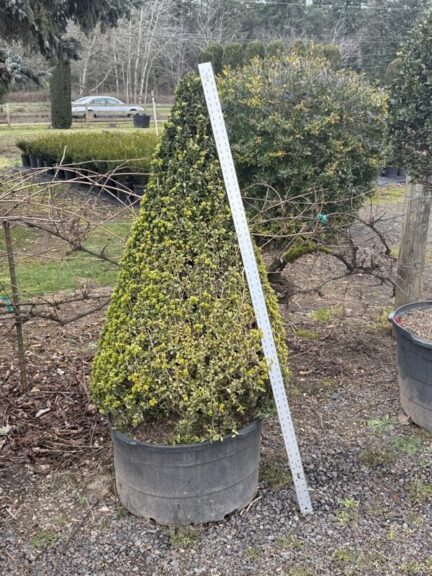Live variegated boxwood cone topiary on a single stem, alternate view
