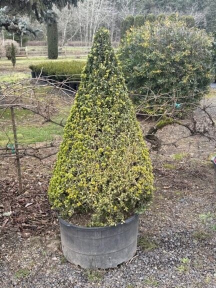 Live variegated boxwood cone topiary on a single stem, close-up view