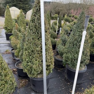 31 - 34 Inch Tall Live Boxwood Cone | TOPIARYTREE.NET