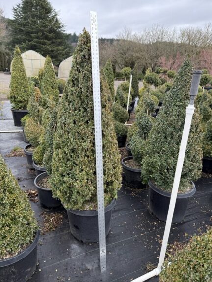 Live boxwood cone topiary with a tapered evergreen silhouette