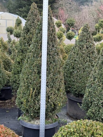 Tall live boxwood cone topiary with a symmetrical, pointed silhouette.