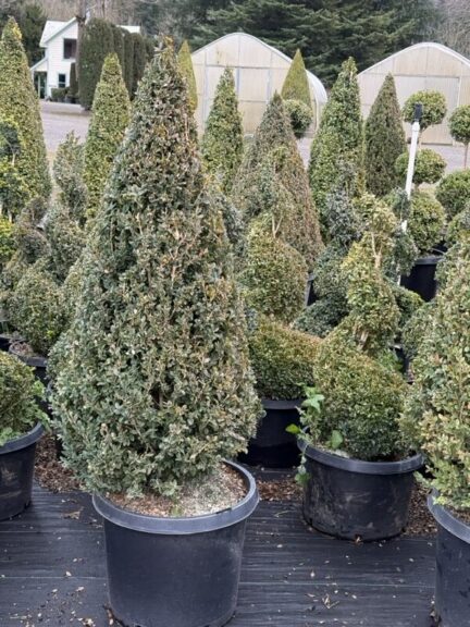 Live boxwood cone topiary shown from another angle, tapered evergreen shape.