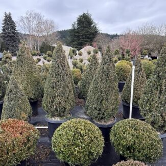 67 - 71 inch Tall Live Boxwood Cone Topiary | TOPIARYTREE.NET
