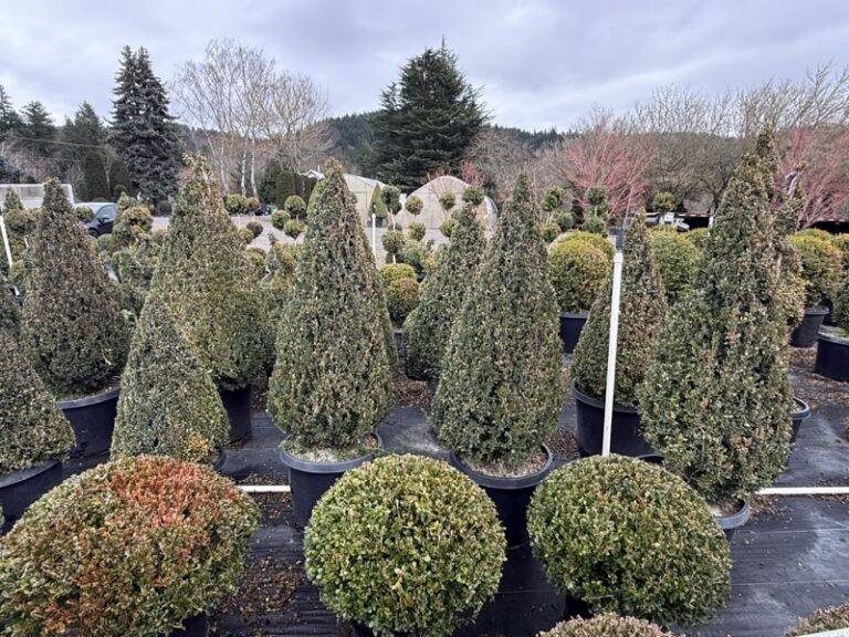 Live boxwood cone topiary with dense evergreen foliage tapering to a point.