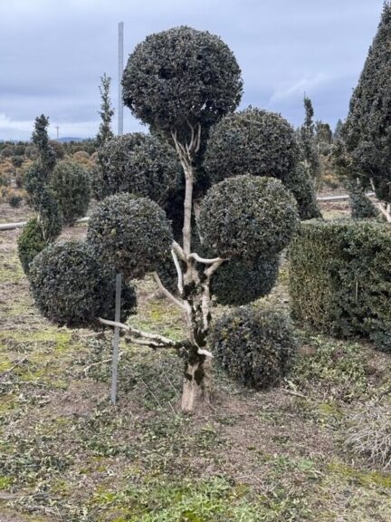 Live boxwood pom pom topiary with exposed foliage and a wrapped root ball