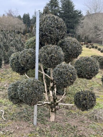 Live boxwood pom pom topiary, alternate view showing exposed foliage and root ball