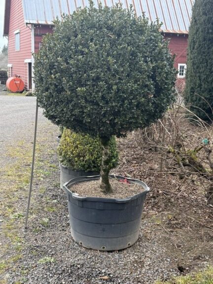 Live boxwood ball topiary on a single stem