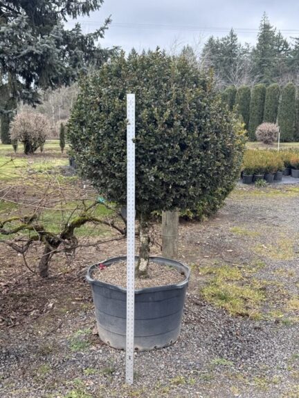 Live boxwood ball topiary on a single stem, alternate view