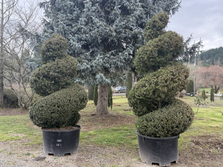 Live boxwood spiral topiary, tall evergreen spiral form