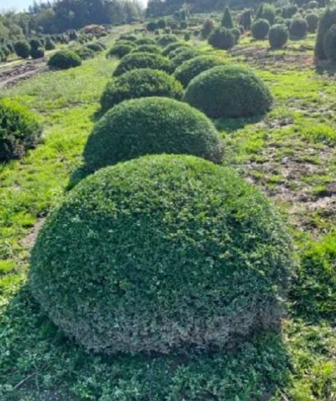 Live boxwood shrub trimmed into a half-moon crescent shape