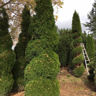 Spiral Balls with Cone Top Live Arborvitae Topiary | TOPIARYTREE.NET