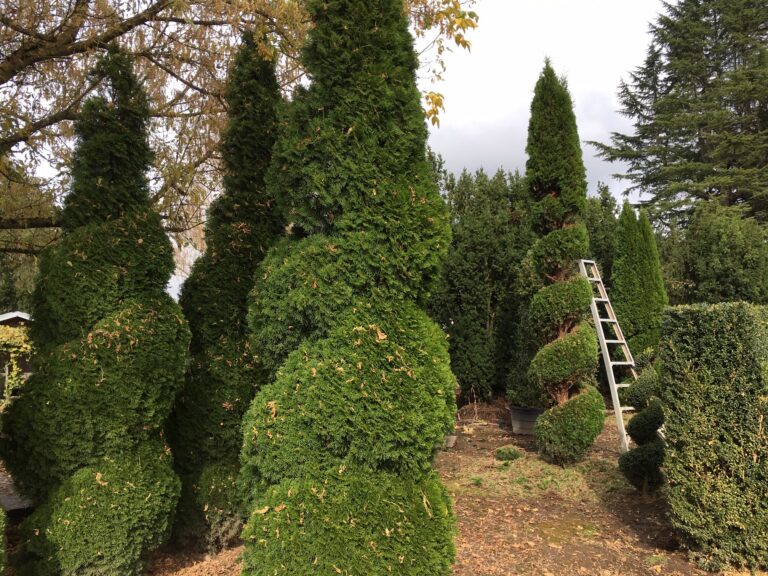 Close-up of live arborvitae spiral foliage showing the rounded spiral balls