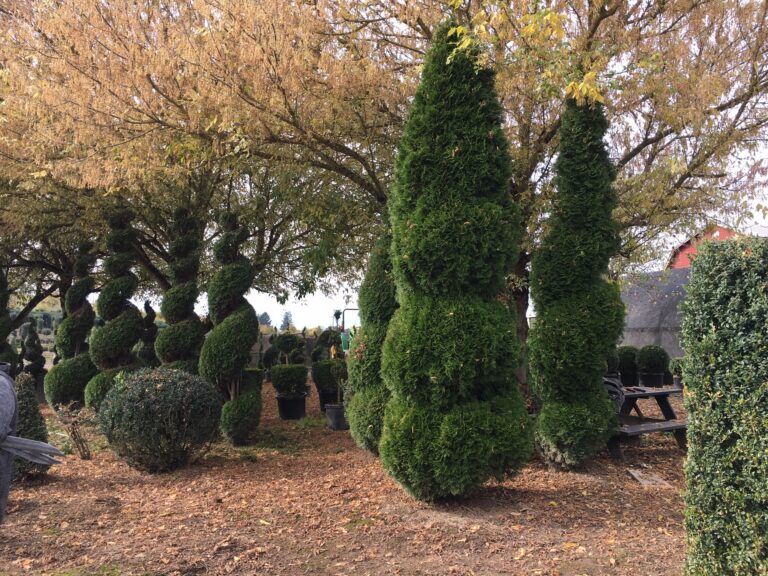 Live arborvitae topiary showing the spiral balls rising to a cone top