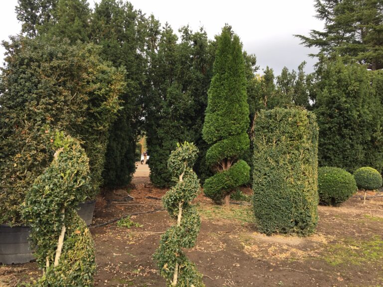 Base of a live arborvitae topiary showing the spiral ball foliage