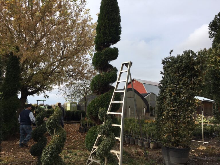Live arborvitae spiral topiary with cone top photographed outdoors