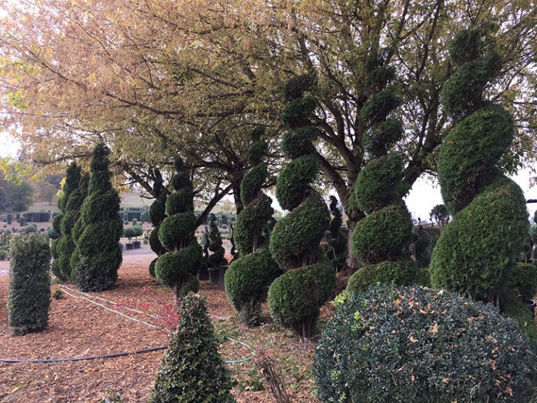 Row of tall live arborvitae spiral topiaries lined up outdoors