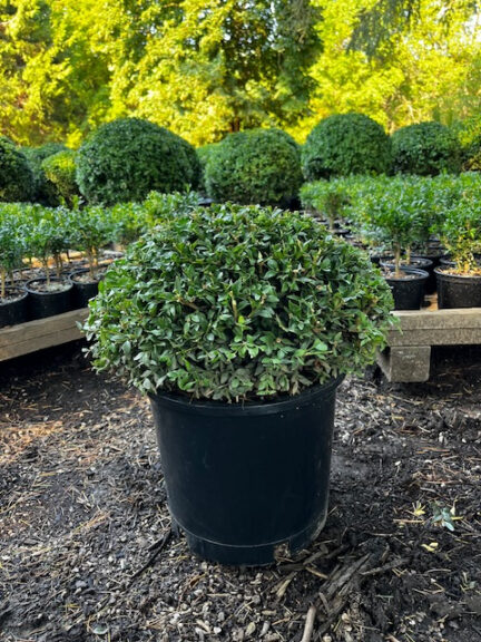Live boxwood topiary trimmed into a crescent, half-moon shape, potted.