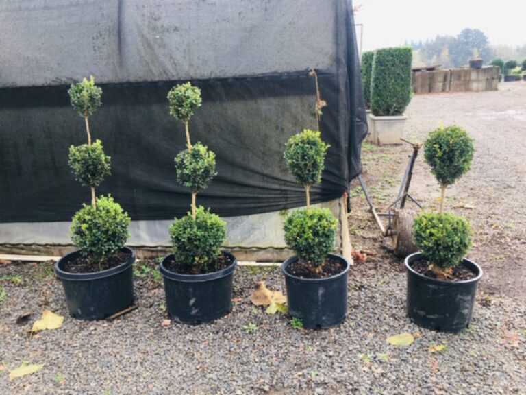 Live boxwood topiary with two stacked ball-shaped tiers on a single upright stem, potted.