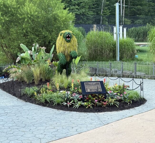 Rearing Lion Topiary, 9 ft
