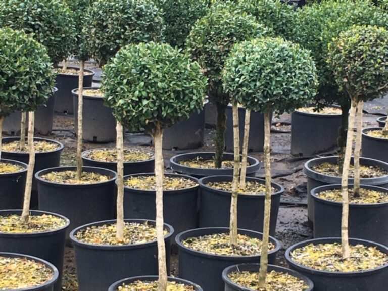 Live boxwood ball topiary on a stem, shown on its own.
