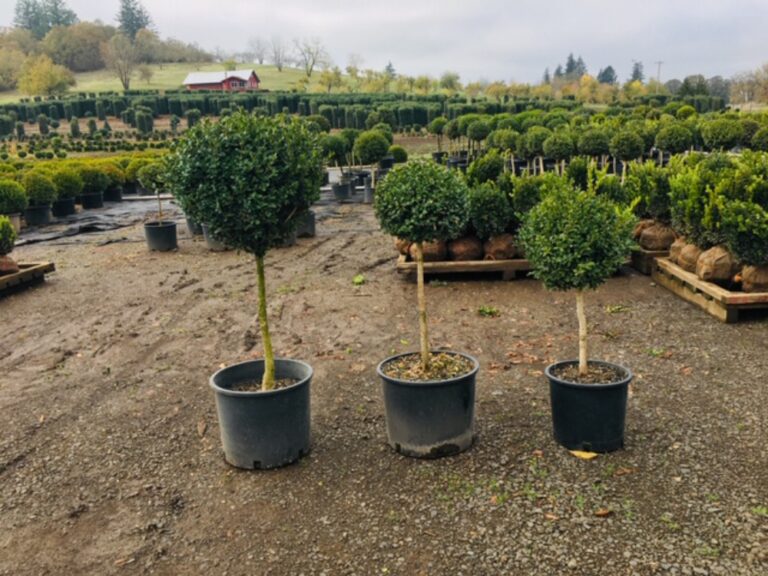 Home & garden topiary by TopiaryTree