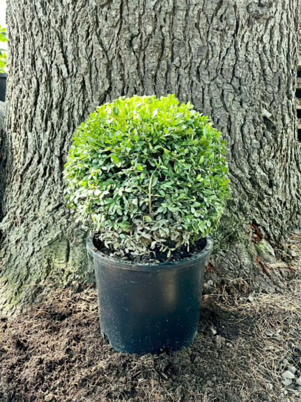 Green Beauty boxwood globe topiary