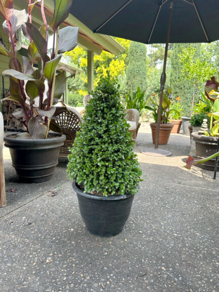 Live boxwood cone topiary shown in its pot