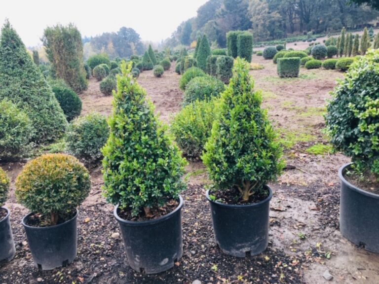 Live boxwood cone topiary in a pot, dense evergreen foliage in a tapered shape