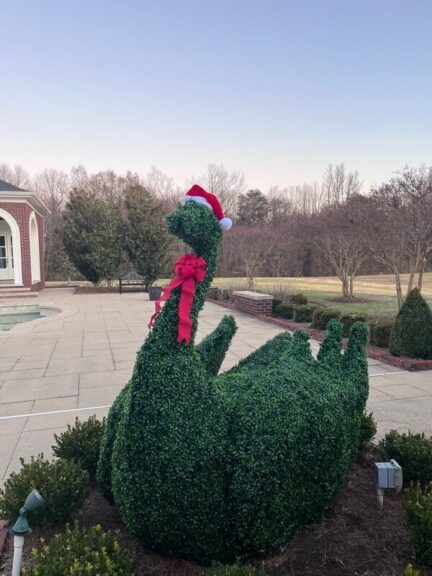 Swan topiary after boxwood foliage was reapplied, different angle
